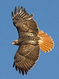 Red-tailedHawk